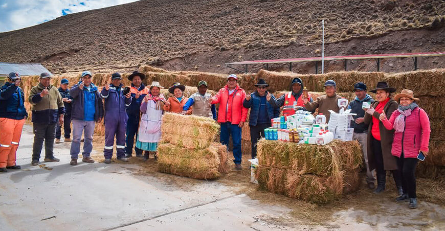pacas de alfalfa a criadores de camélidos sudamericanos en Carumas Moquegua Perú
