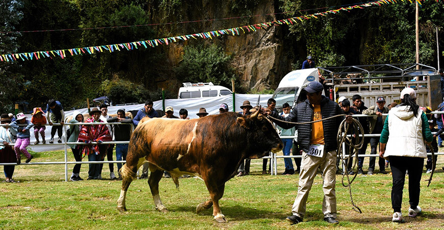 Tablada Ganadera Lares Cusco Perú