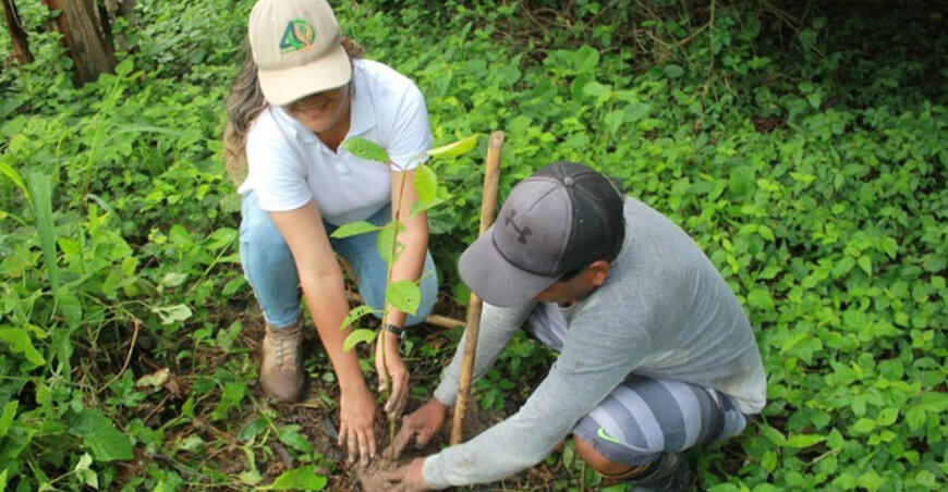 Secuencian por primera vez el genoma del tornillo, árbol muy emblemático en la Amazonía IIAP Perú