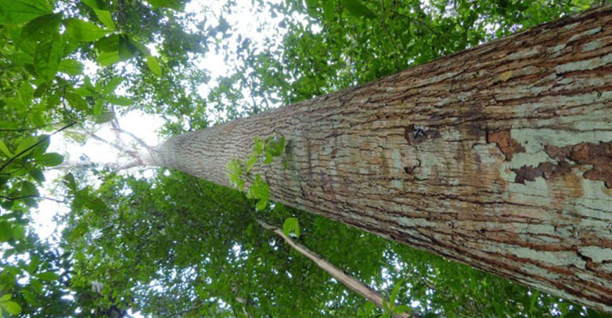 Secuencian por primera vez el genoma del tornillo, árbol muy emblemático en la Amazonía peruana