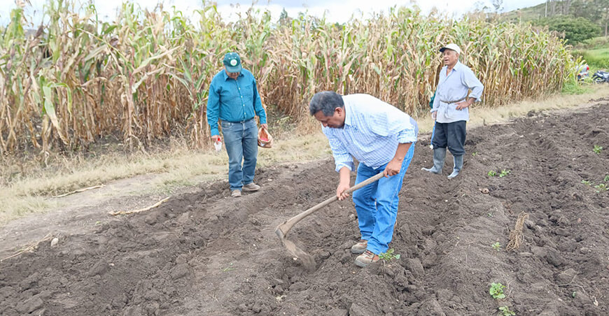 Instalaron parcela demostrativa de maíz forrajero en Luya Amazonas Perú