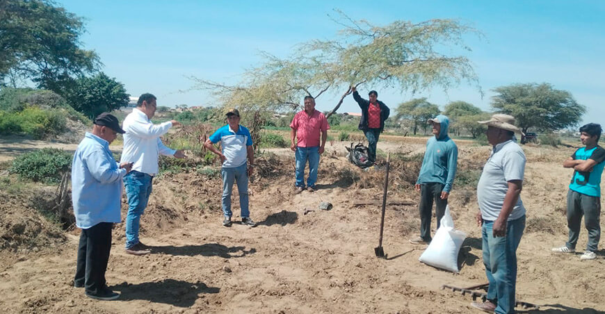 Piura busca alternativas productivas: Instalan parcelas demostrativas de ajonjolí y frijol loctao