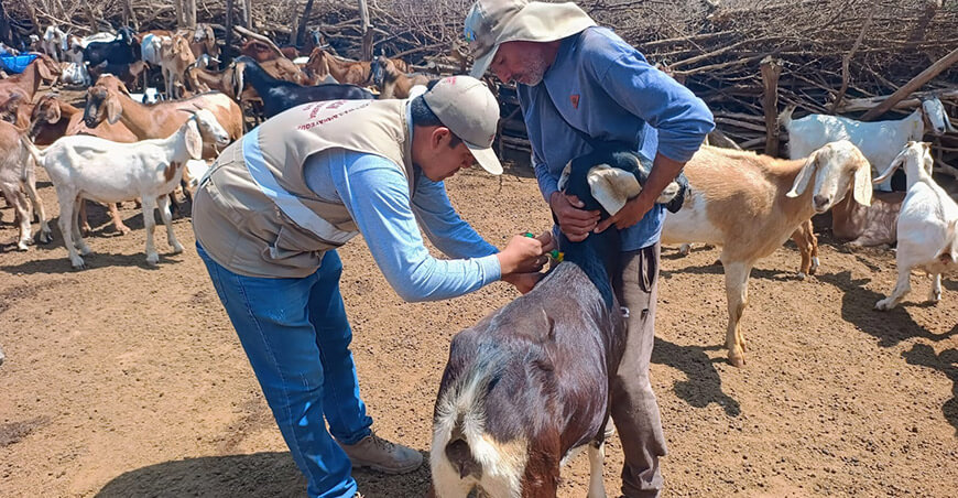 Fortalecen la sanidad caprina en rebaños del distrito de Zaña Lambayeque Perú