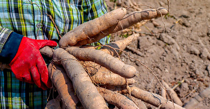 Minam presenta investigación sobre la conservación de la yuca Perú