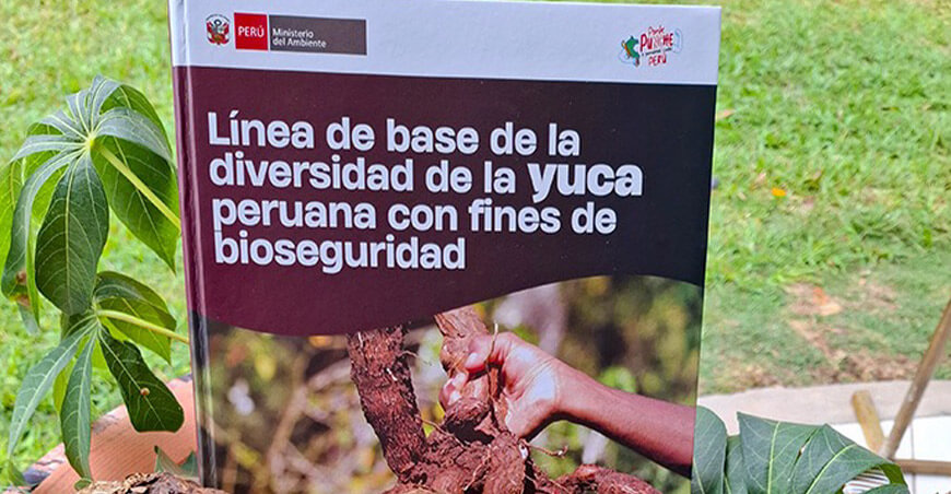 Minam presenta investigación sobre la conservación de la yuca Perú