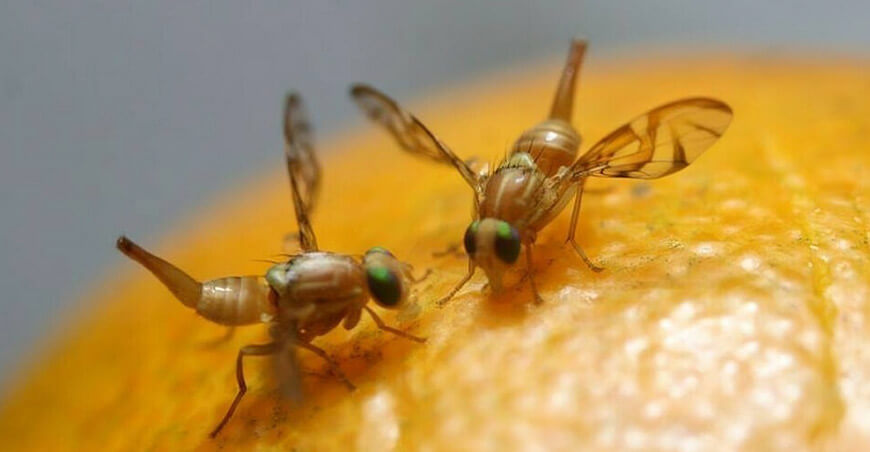 mosca de la fruta Perú