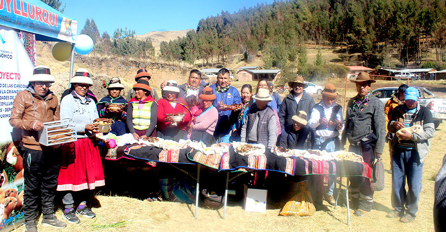 Inician ejecución de proyectos para mejorar la cadena de papa nativa y crianza de cuyes en Coyllurqui Apurímac Perú