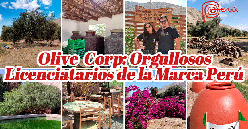 Olive Corp: Marca ileña pionera en productos del olivo con sello Perú