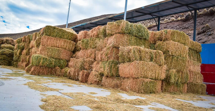 pacas de alfalfa a criadores de camélidos sudamericanos en Carumas Moquegua Perú