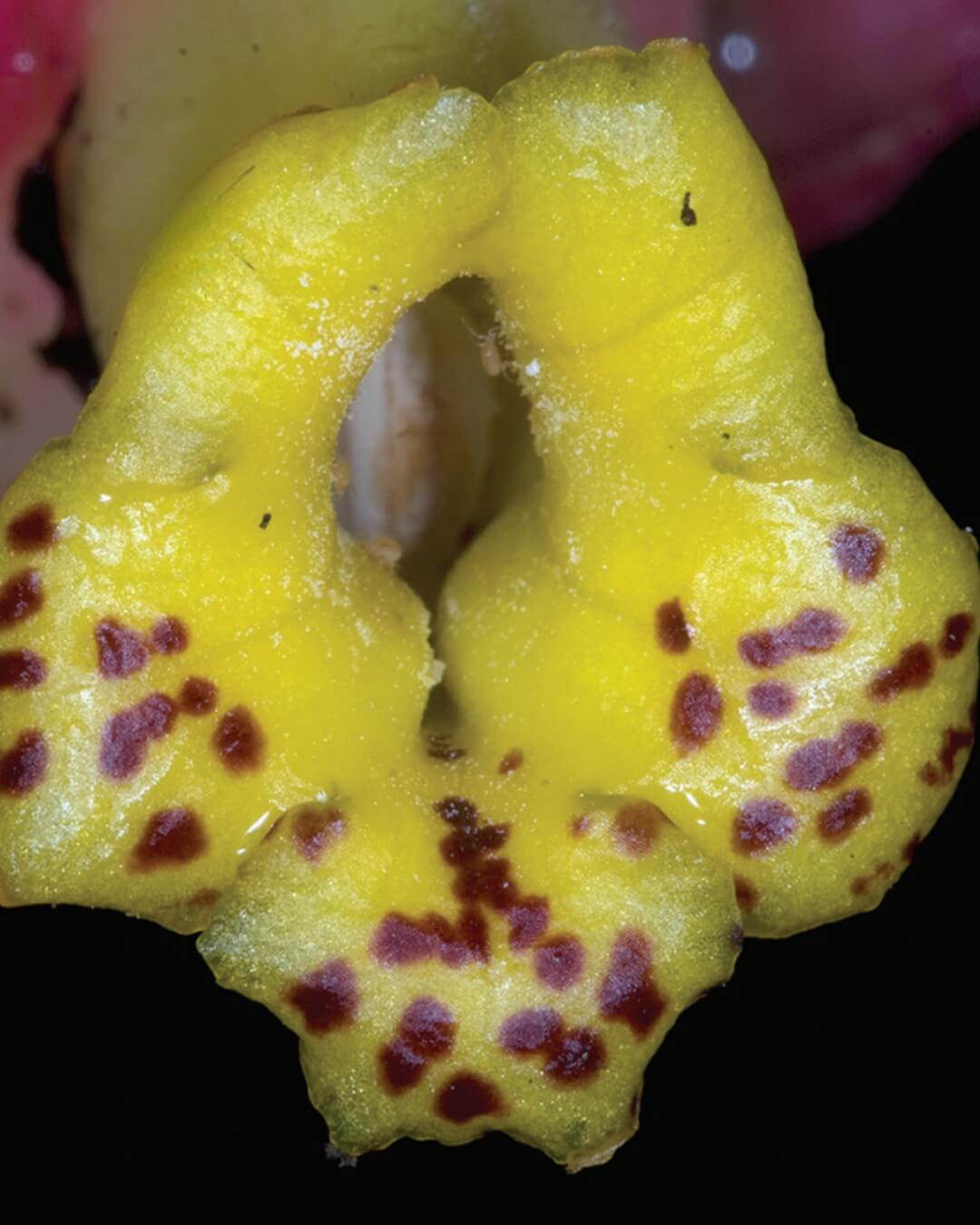 Drymonia clavijoiae Descubren nueva especie de planta en el Bosque de Protección Alto Mayo