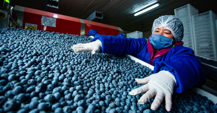 Perú exportación de arándanos peruanos