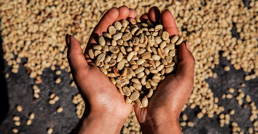Perú exportación de café sin tostar peruano