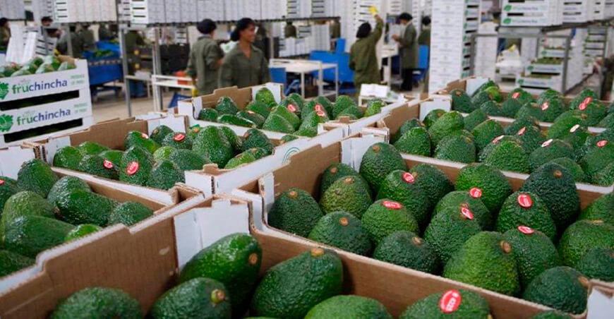 Perú exportación de palta Hass peruana