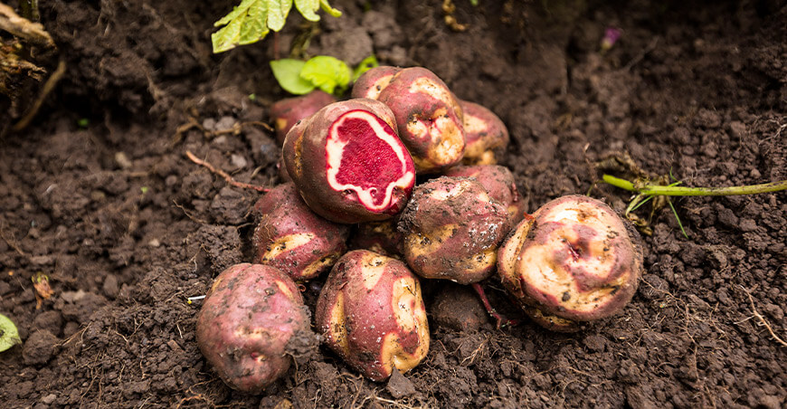 papas nativas Perú