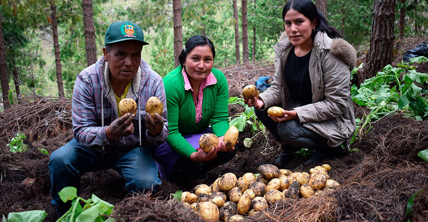 Producción de papa con “mulching” y labranza mínima