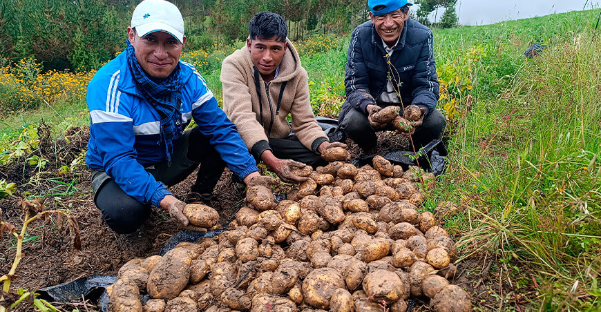 Producción de papa con “mulching” y labranza mínima