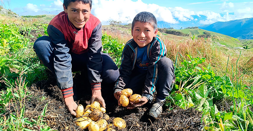 Producción de papa con “mulching” y labranza mínima