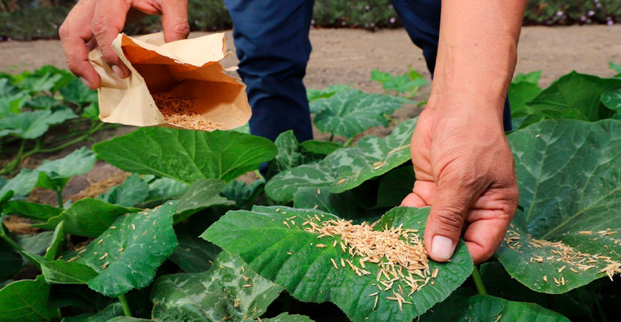 Senasa inauguró moderno Centro de Producción de Insectos y Ácaros Benéficos Perú