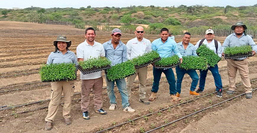 Piura apuesta por la stevia como cultivo estratégico