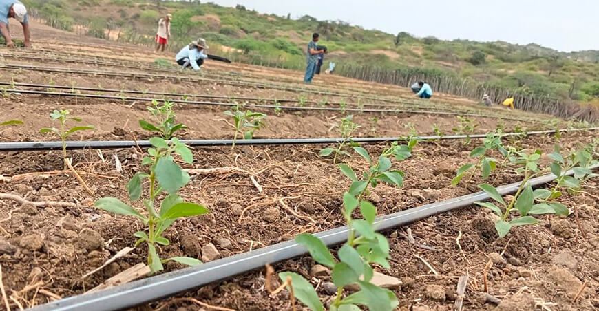 Piura apuesta por la stevia como cultivo estratégico Perú