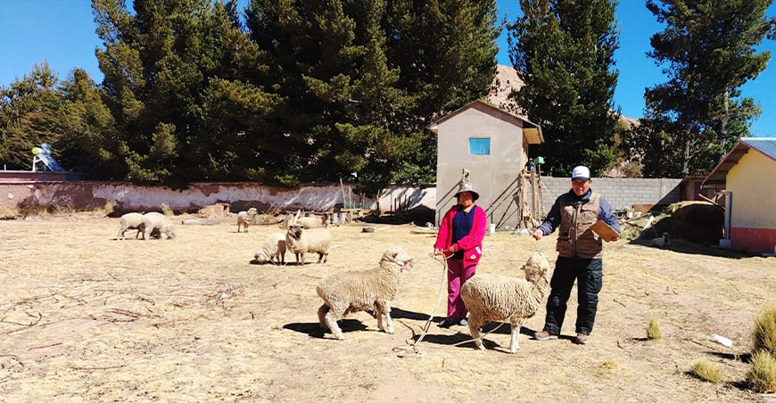 Inician selección de vientres para inseminación artificial de ovinos Pradera Puno