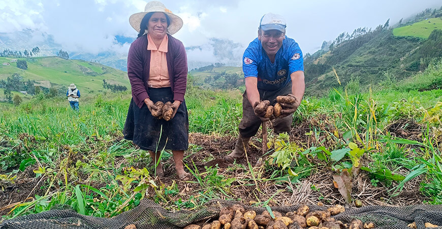 Producción de papa con “mulching” y labranza mínima Perú