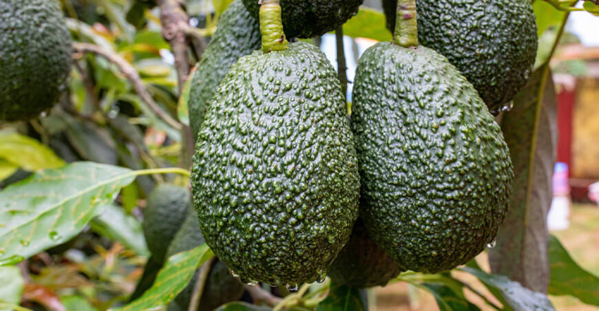 Perú producción y portación de palta Hass peruana