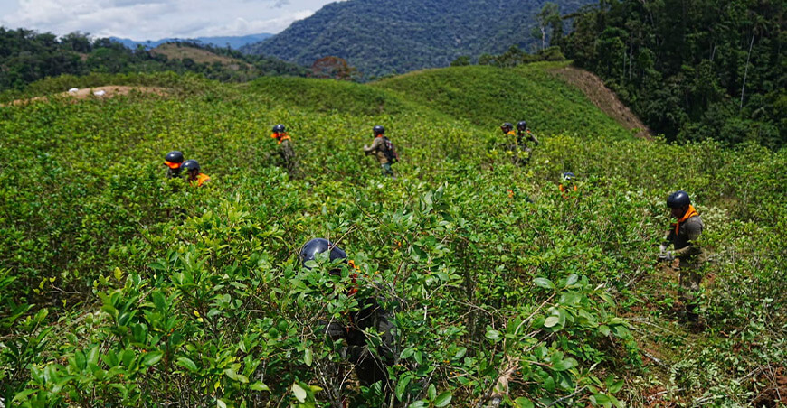 Se redujo en 21 % la superficie de cultivo ilícito de coca en áreas naturales protegidas del Perú