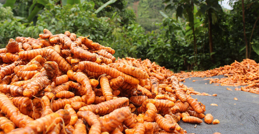 venta palillo productores del Vraem
