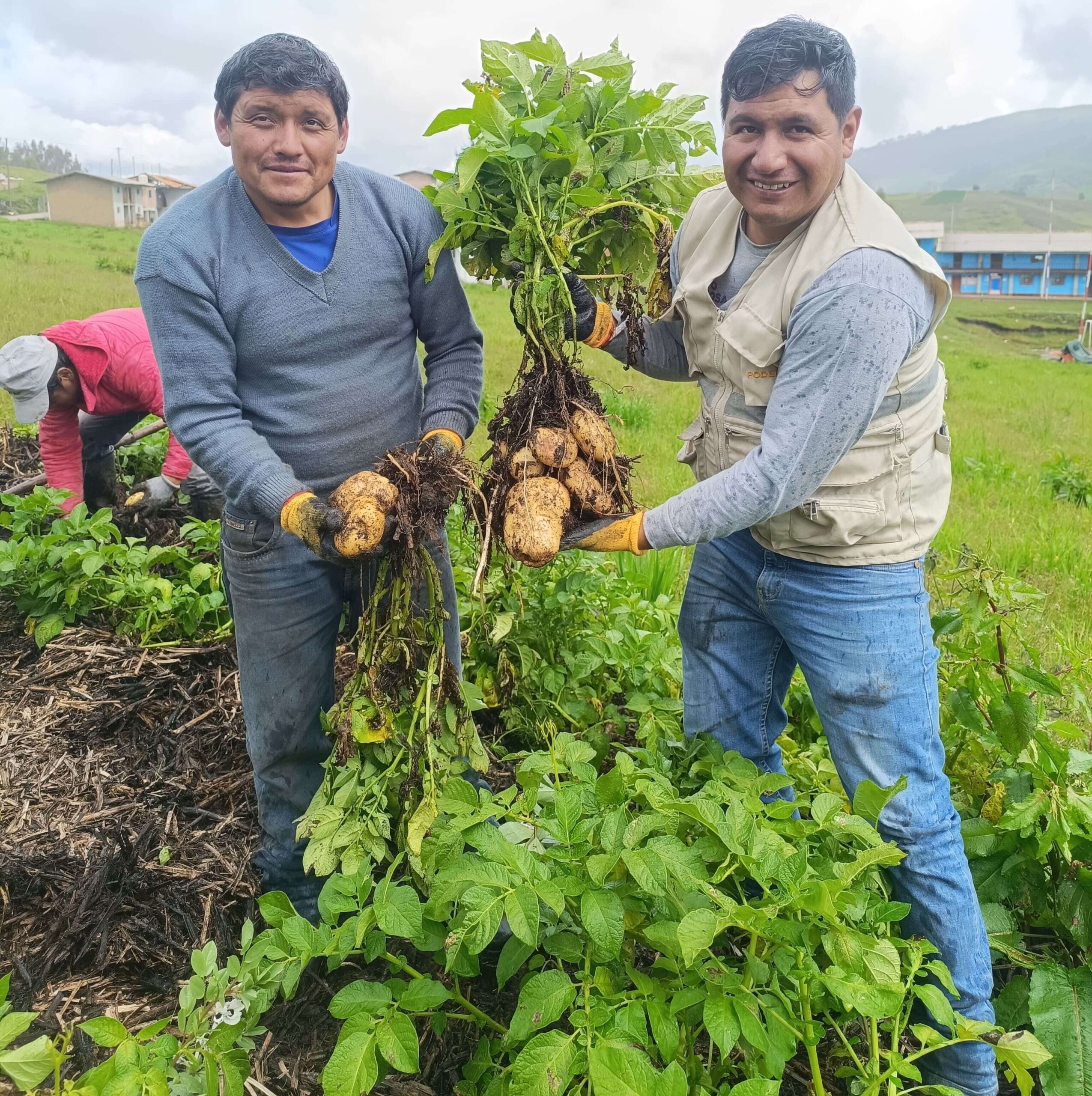 Producción de papa con “mulching” y labranza mínima