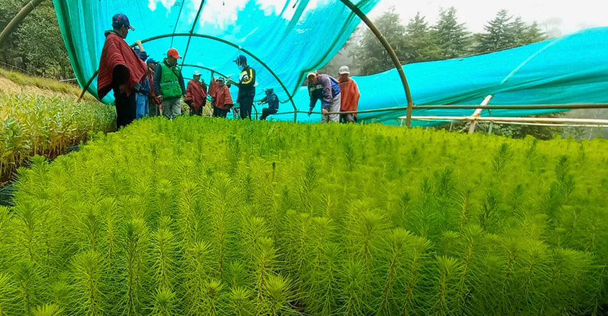 producción de pinos Lambayeque Perú