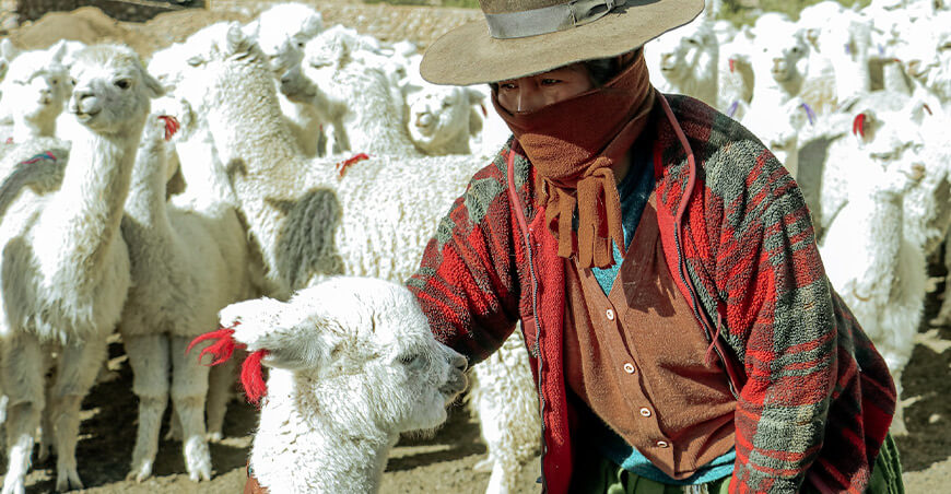productor alpaquero alpacas Tacna Perú