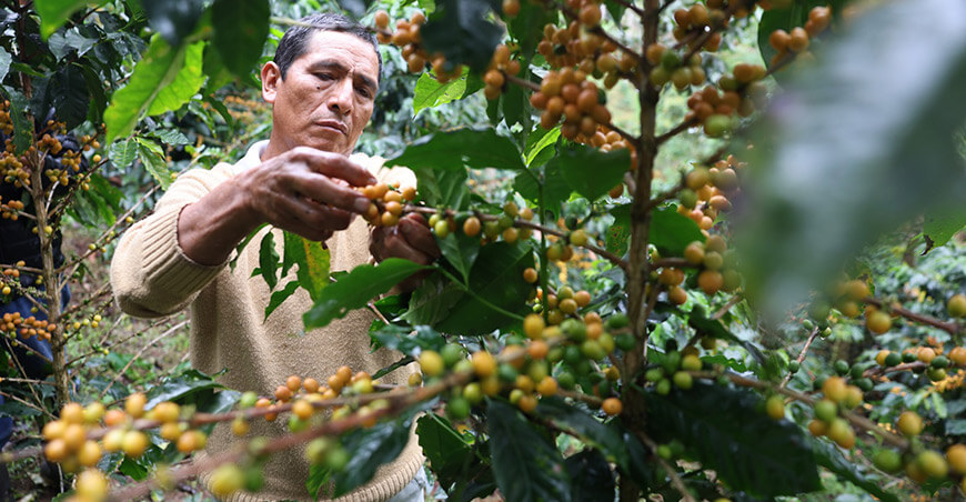 Productores de la ruta alternativa proyectan alcanzar 1400 toneladas de café en Pasco y Junín Devida Perú