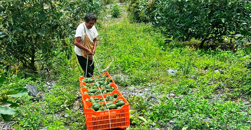 productor de palta Hass Junín Perú