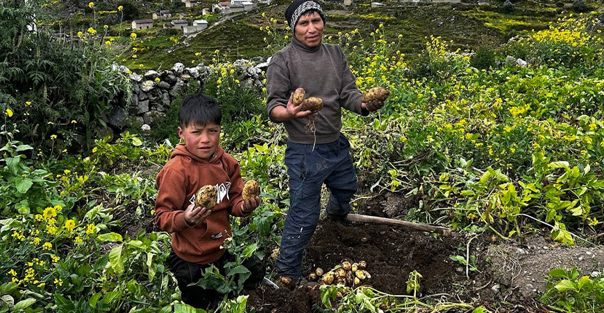 productor cosecha de papa Perú