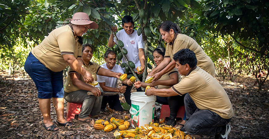 Familias cacaoteras del Vraem exportaron 15 toneladas de cacao orgánico a EE.UU.