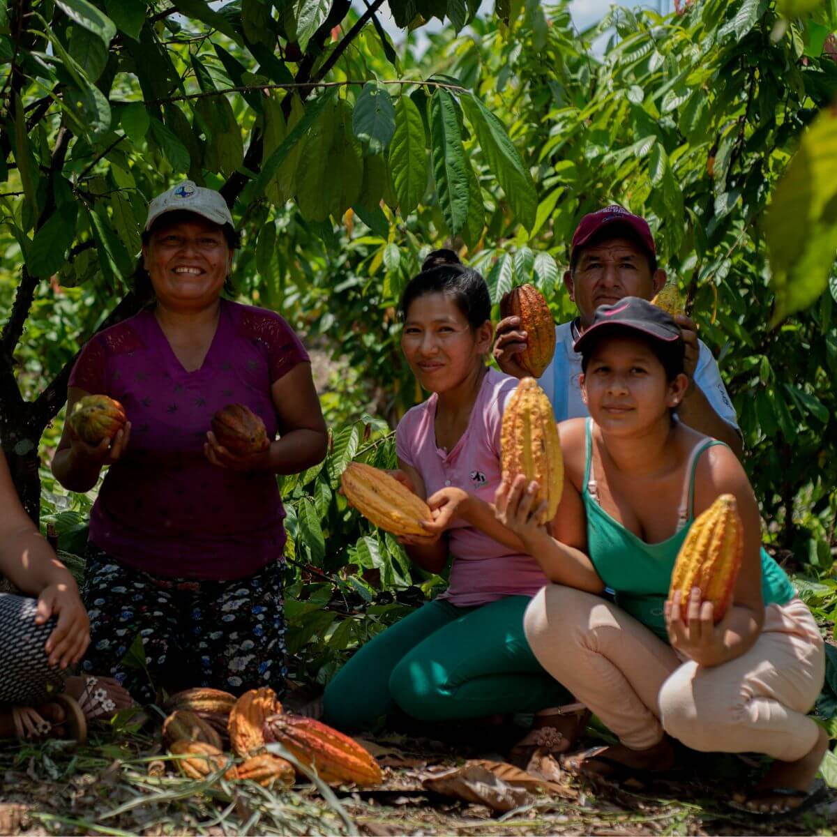 cacao libre deforestación Amazonía peruana 