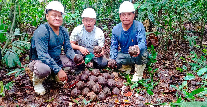 Productores organizados de Madre de Dios comercializan por primera vez castaña amazónica a la India