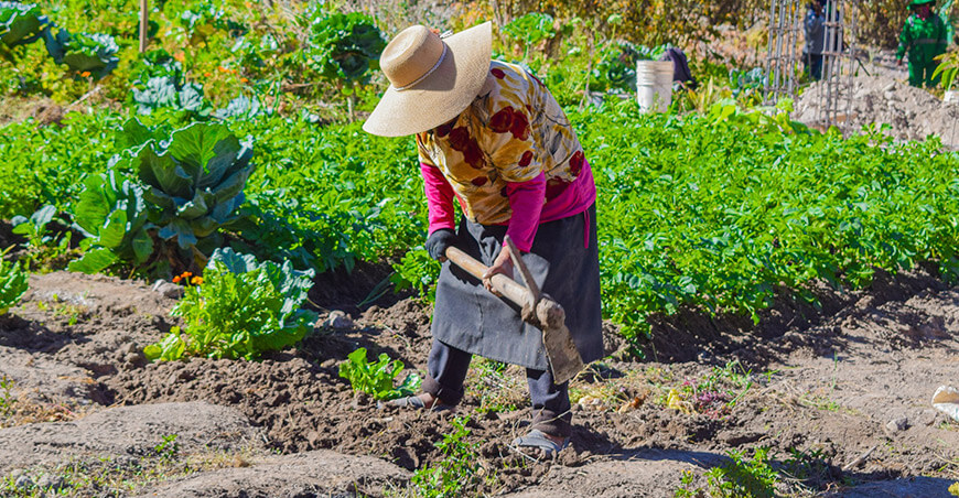Productores de Chejaya inician campaña de control integrado contra la mosca de la fruta Tacna Perú