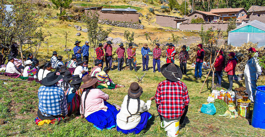 Impulsan producción orgánica de cultivos en comunidad de Huascar Cusco Perú
