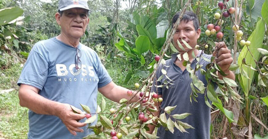 Uso de biol incrementará producción de camu camu a 9 t/ha en Loreto y Ucayali IIAP Perú