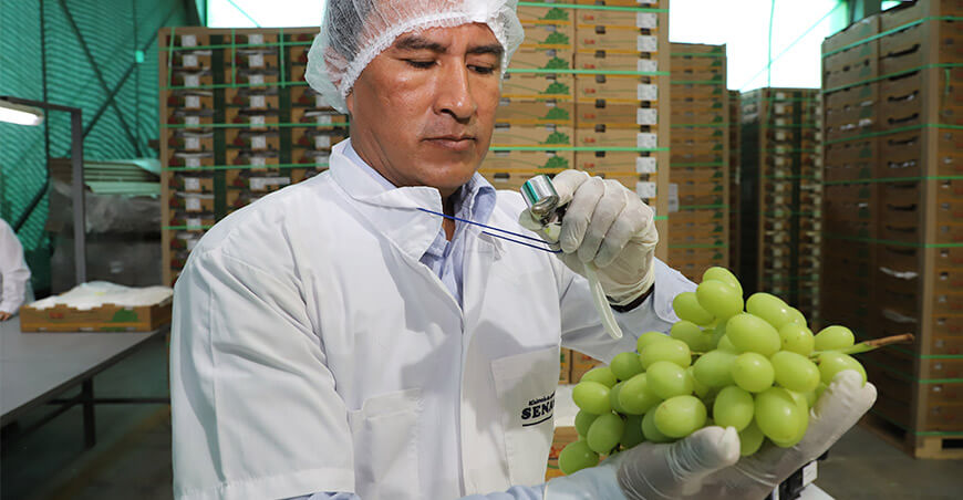 Perú exportación de uvas peruanas