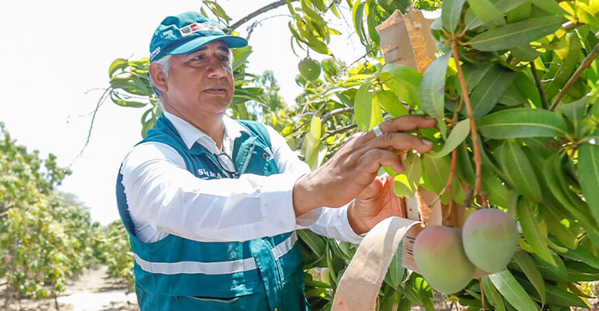 Senasa mosca de la fruta cultivo de mango Perú