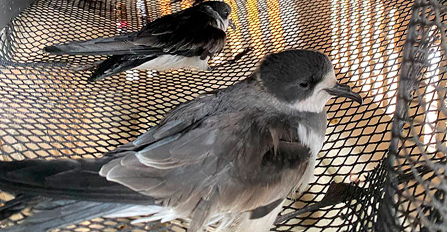 Serfor rescató 29 golondrinas de la tempestad del collar Arequipa Perú