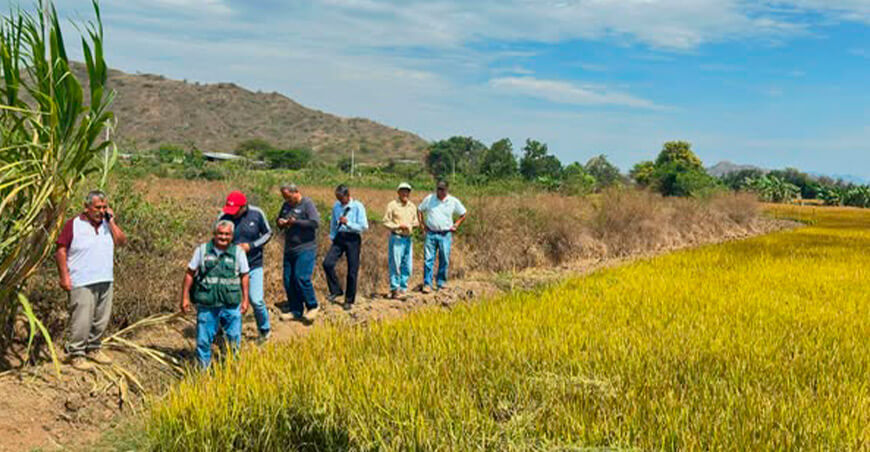 Proponen fechas de siembra para la campaña complementaria de arroz en el Valle Zaña Lambayeque Perú