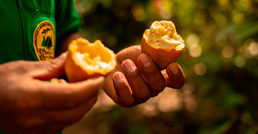 Subincanum, el “pariente desconocido” del cacao