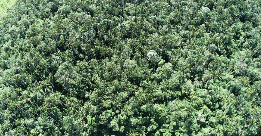 UNTRM monitorea palmeras andinas con drones y modelos inteligentes Perú