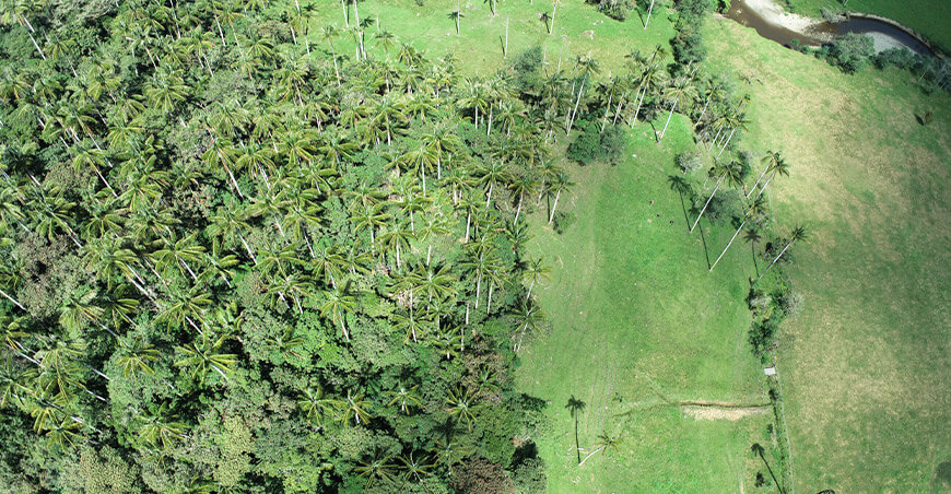 UNTRM monitorea palmeras andinas con drones y modelos inteligentes Perú