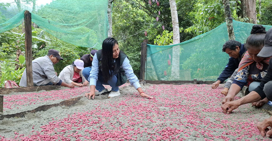 Instalan viveros volantes para producir más de 30 000 plantones de café en San Ramón Junín Perú