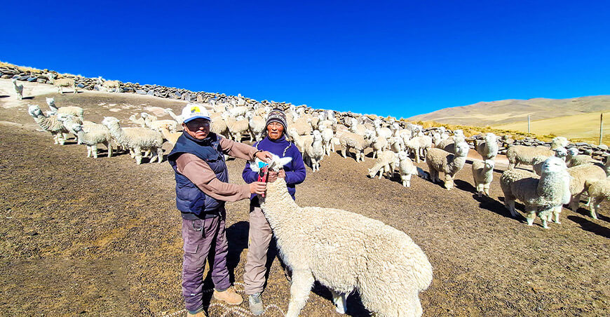 Impulsan mejoramiento genético de alpacas en la provincia de Caylloma Arequipa Perú